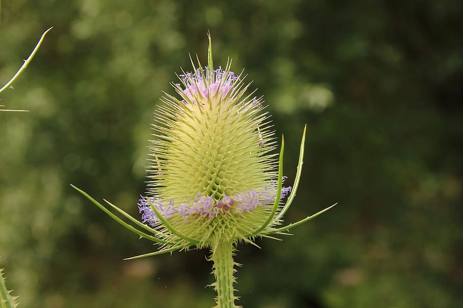 Thistle, Spur, Blossom, Bloom, Nature, thorns, prickly, close HD wallpaper