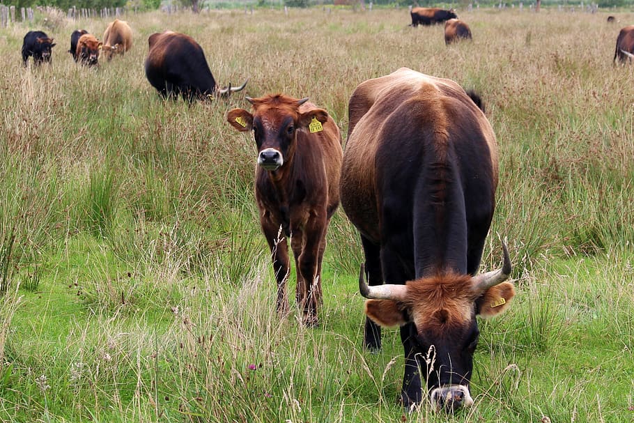 cattle, cows, pasture, graze, nature, horns, cops, livestock HD wallpaper