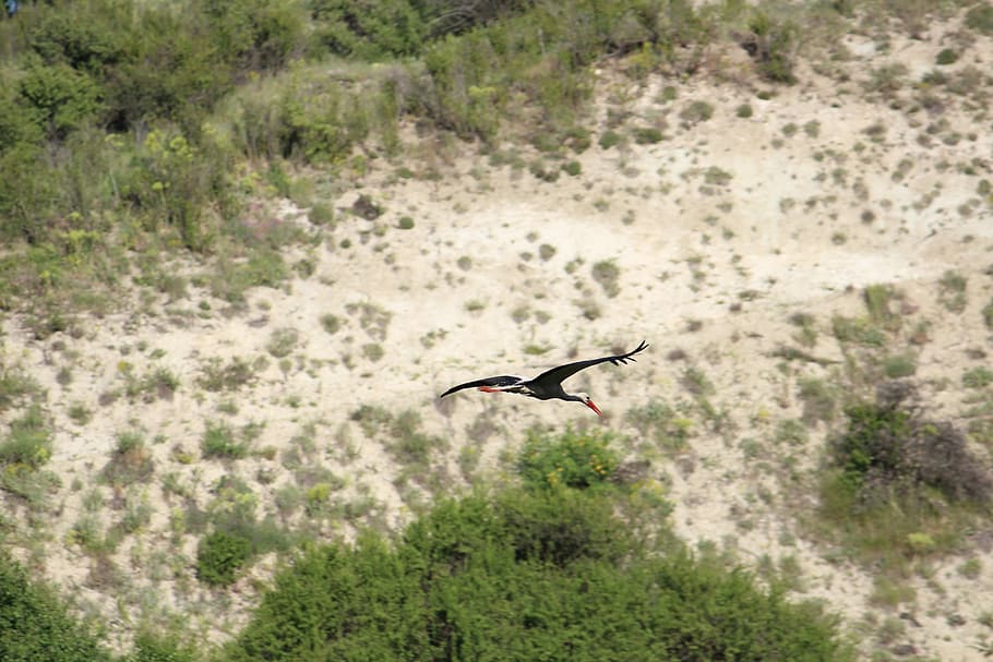 Stork, Bird, Flight, animals in the wild, animal wildlife, one animal HD wallpaper