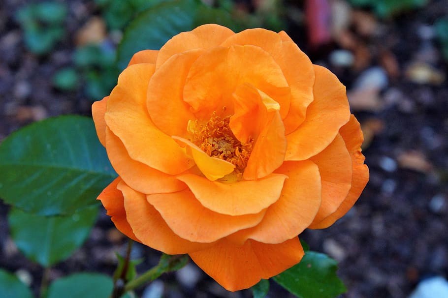 close-up photo of orange rose flower, Rose, Bud, Blossom, Bloom