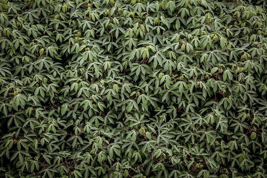 green leafed tree, green leaf plant, rows, Cannabis Sativa, aerial photography HD wallpaper