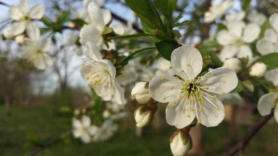flower, tree, nature, plant, flowering plant, freshness, vulnerability HD wallpaper