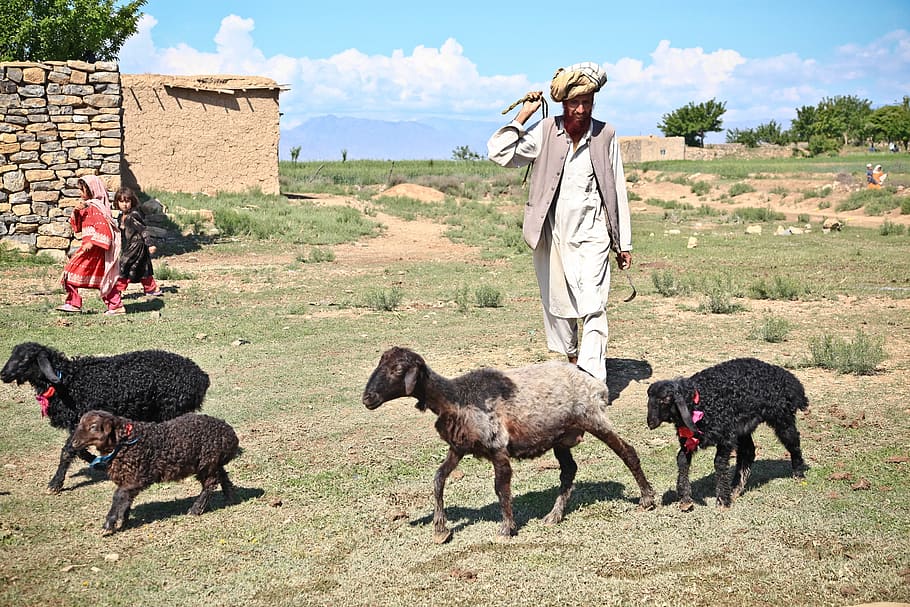 man in gray thobe suit beside sheep during dayime, Shepherd HD wallpaper