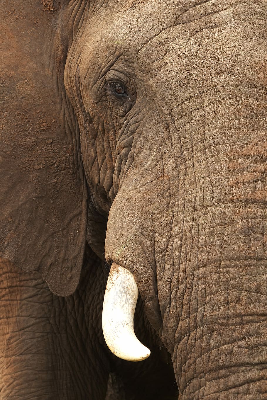 brown elephant, old, tusks, eye, dirty, animal themes, animal wildlife HD wallpaper