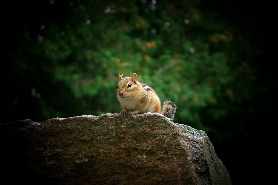chipmunk, nature, summer, close-up, animal, wildlife, furry HD wallpaper