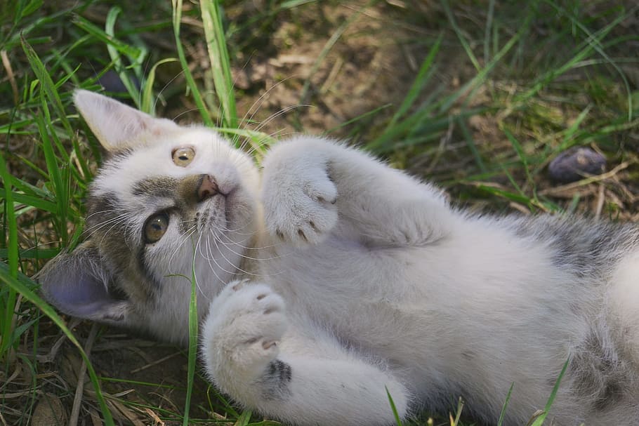 Kitten, Cat, Tomcat, Animal, Garden, cute, cub, domestic Cat HD wallpaper