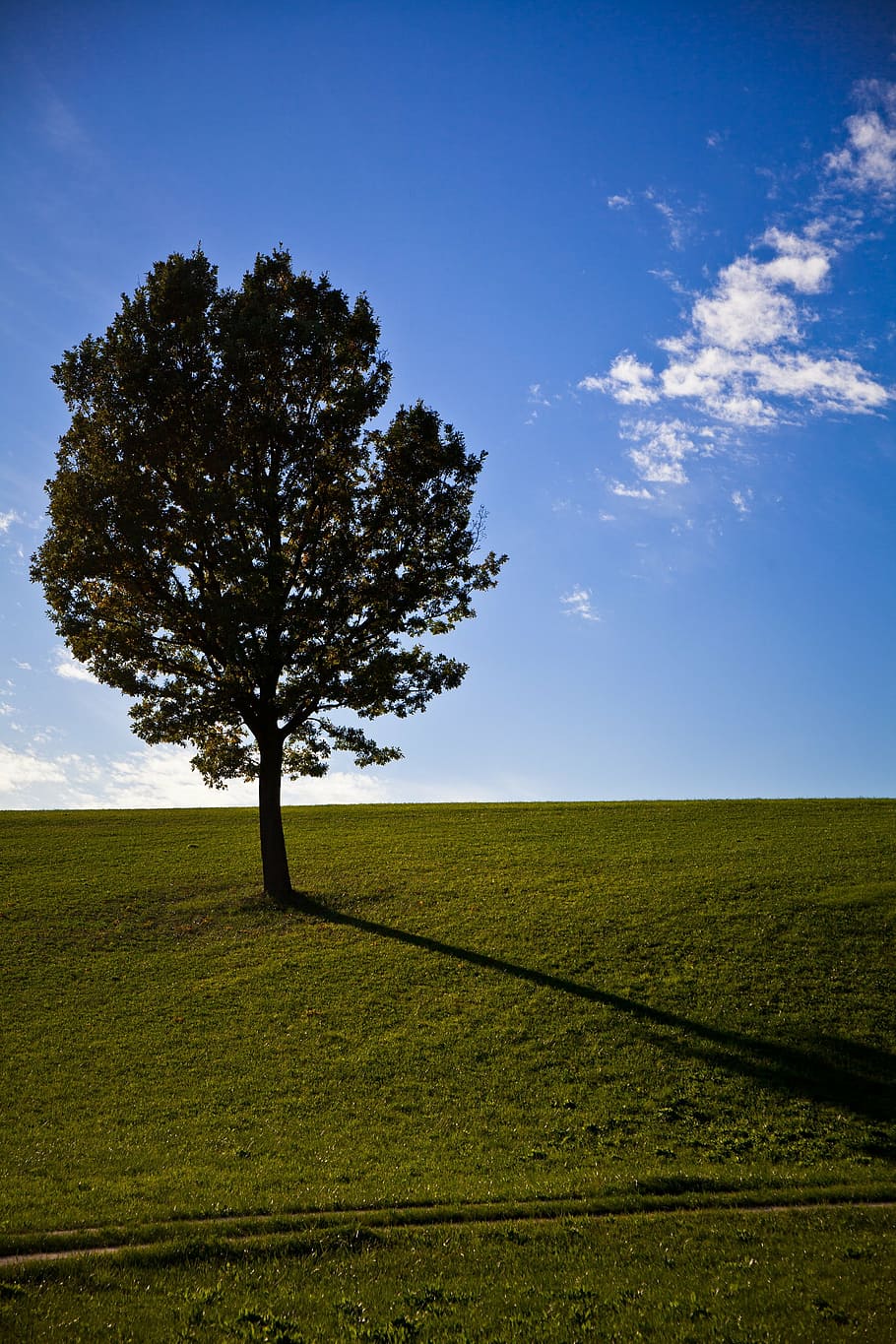 tree, prato, spring, plant, field, land, sky, landscape, environment HD wallpaper