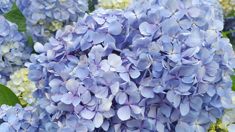 hydrangea, flowers, nature, petal, blossom, plants, summer flowers HD wallpaper