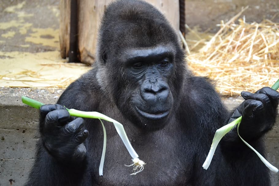 gorilla holding green spring onions during daytime, ape, primate HD wallpaper