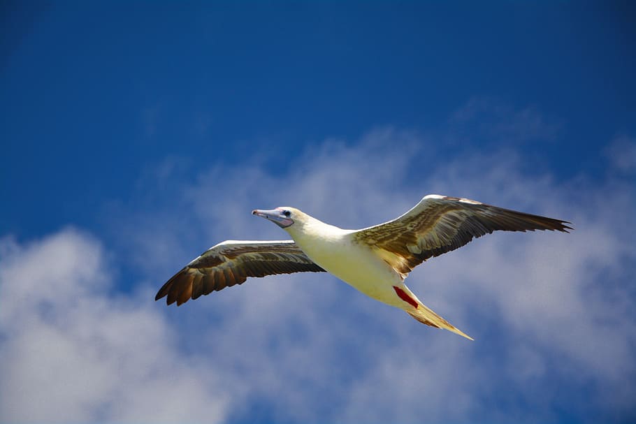 seagull, sky, wings, flight, bird, flying, nature, animal, wildlife HD wallpaper