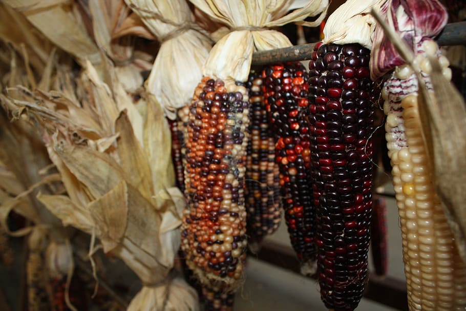 corn, the ear, black, vetegarianskij, harvest, autumn, vegetables HD wallpaper