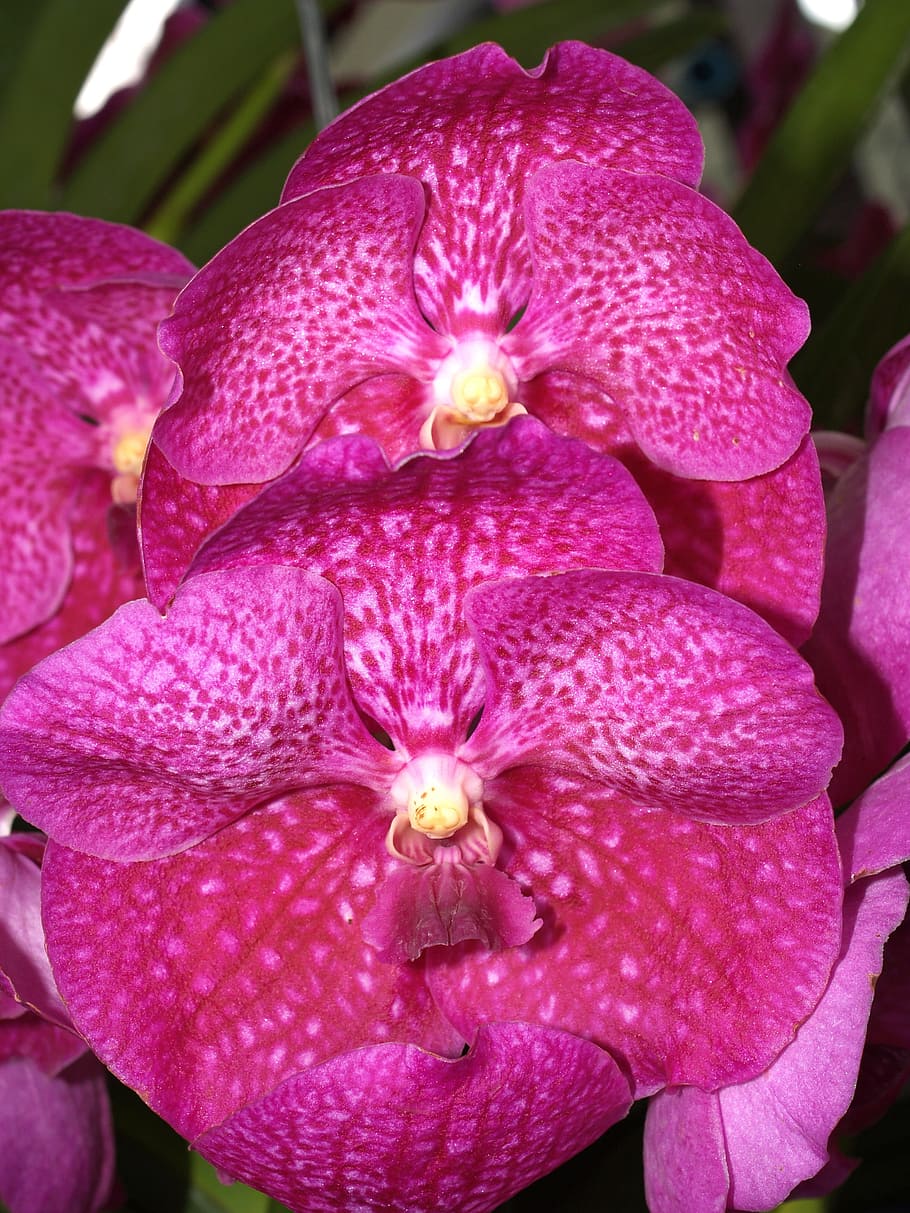 orchid, flower, bright, violet, flora, growth, decoration, bud, HD wallpaper