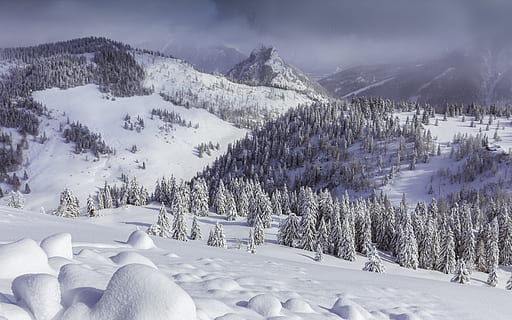 snow-covered pine tree in mountain under cloudy sky, pine trees during winter season HD wallpaper