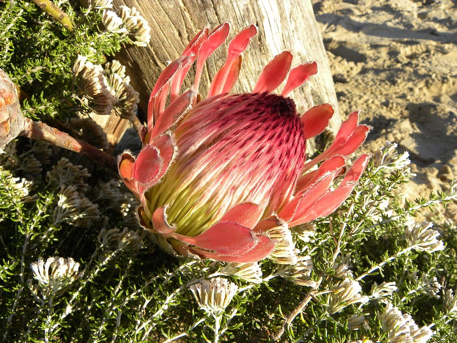 Flower, King, King Protea, protea cynaroides, honeypot, king sugar bush HD wallpaper