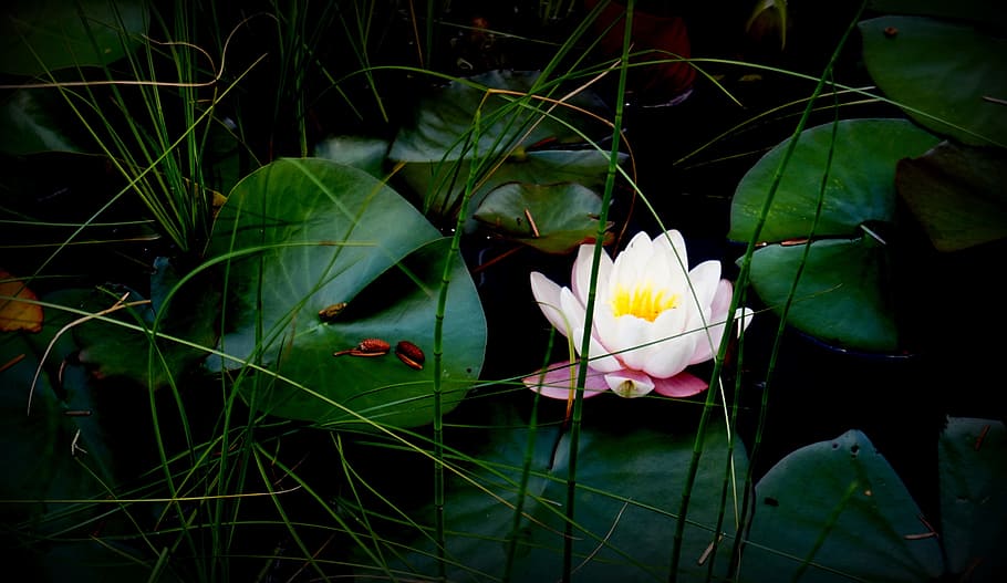 the divine consciousness, pond, nature, flowers, blossom, bloom, HD wallpaper