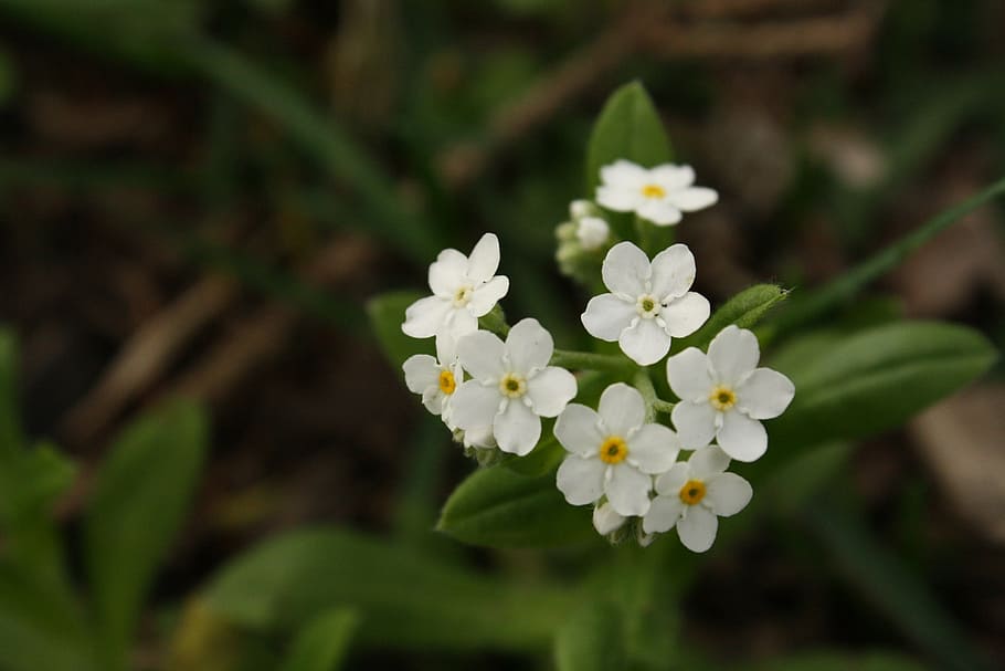 flower, white, small, white flower, flowers, weed, wild flower HD wallpaper