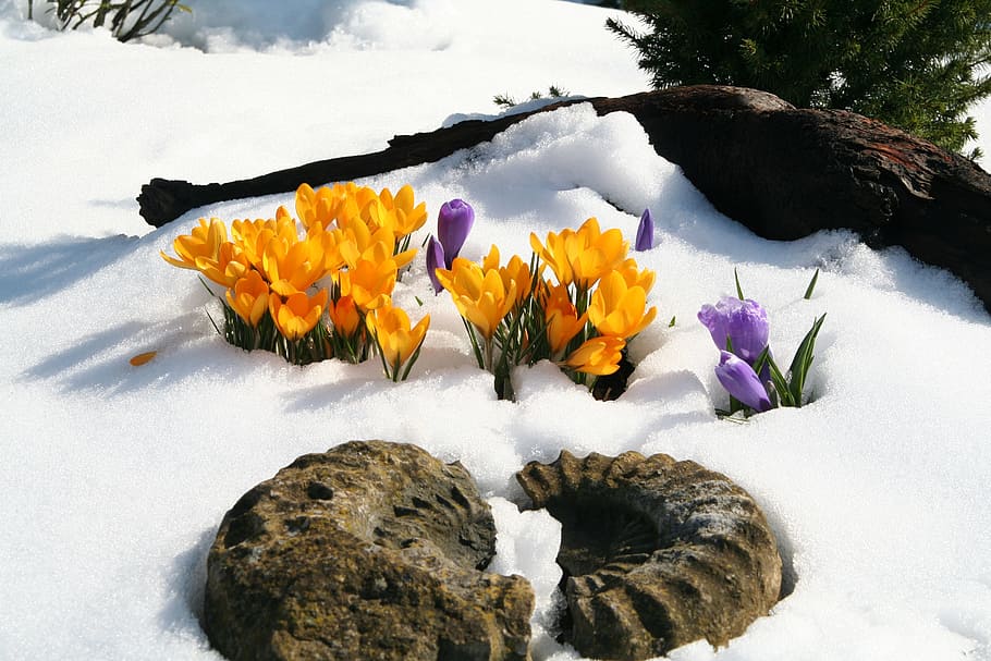 amonite fossil and yellow flowers on snowfield, purple, brown HD wallpaper