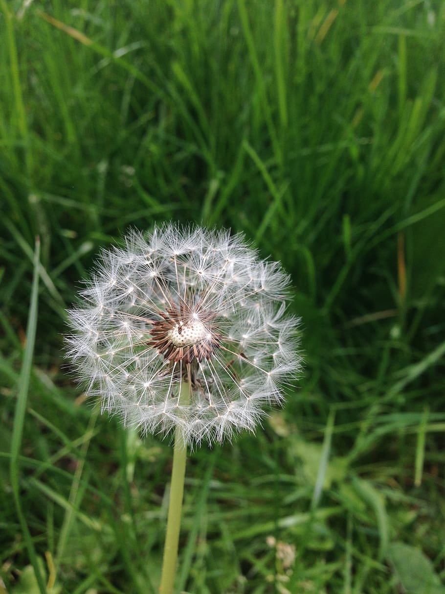 dandelion, flower, nature, close, summer, plant, spring, grass HD wallpaper