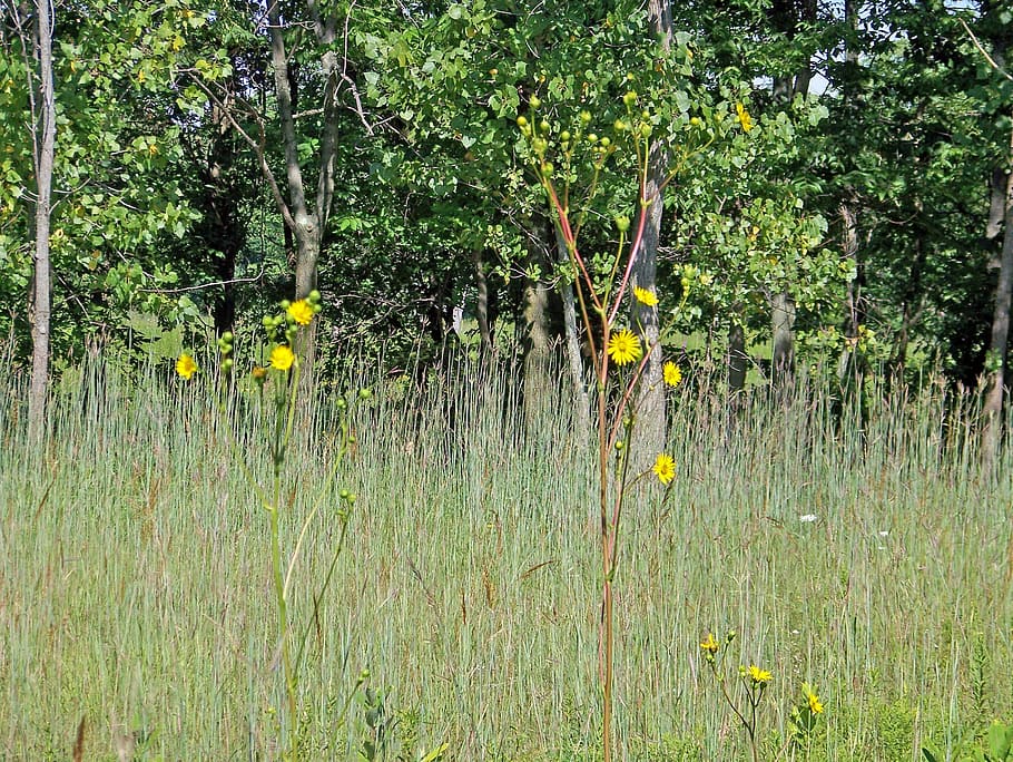 Field, Weeds, Trees, Meadow, summer, environment, countryside HD wallpaper