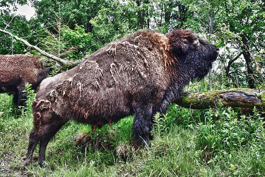 bison, buffalo, female, huge, animal, wild, mammal, nature HD wallpaper