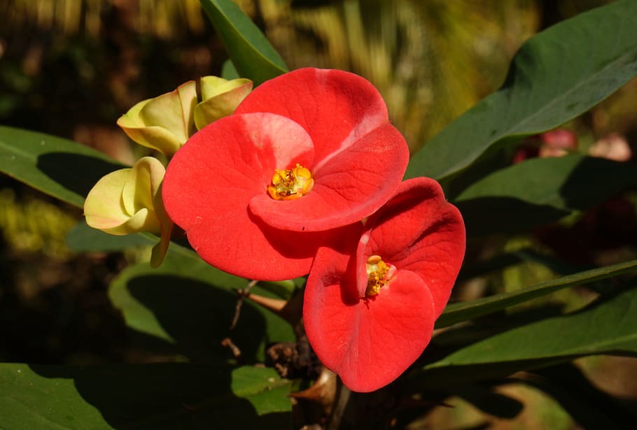 cactus, red flowers, flowering plant, petal, freshness, beauty in nature HD wallpaper