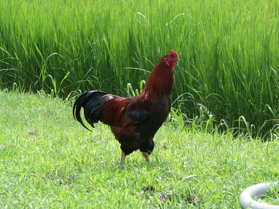 chicken, bird, farm, nature, chicken - Bird, agriculture, rooster HD wallpaper