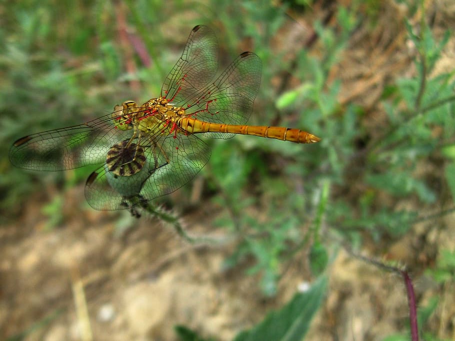 Dragonfly, Insect, Libellula Depressa, one animal, nature, plant, HD wallpaper
