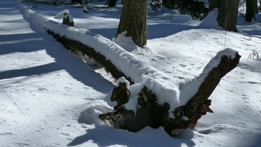 dead tree, tree trunk, nature, winter, snow, light and shade HD wallpaper