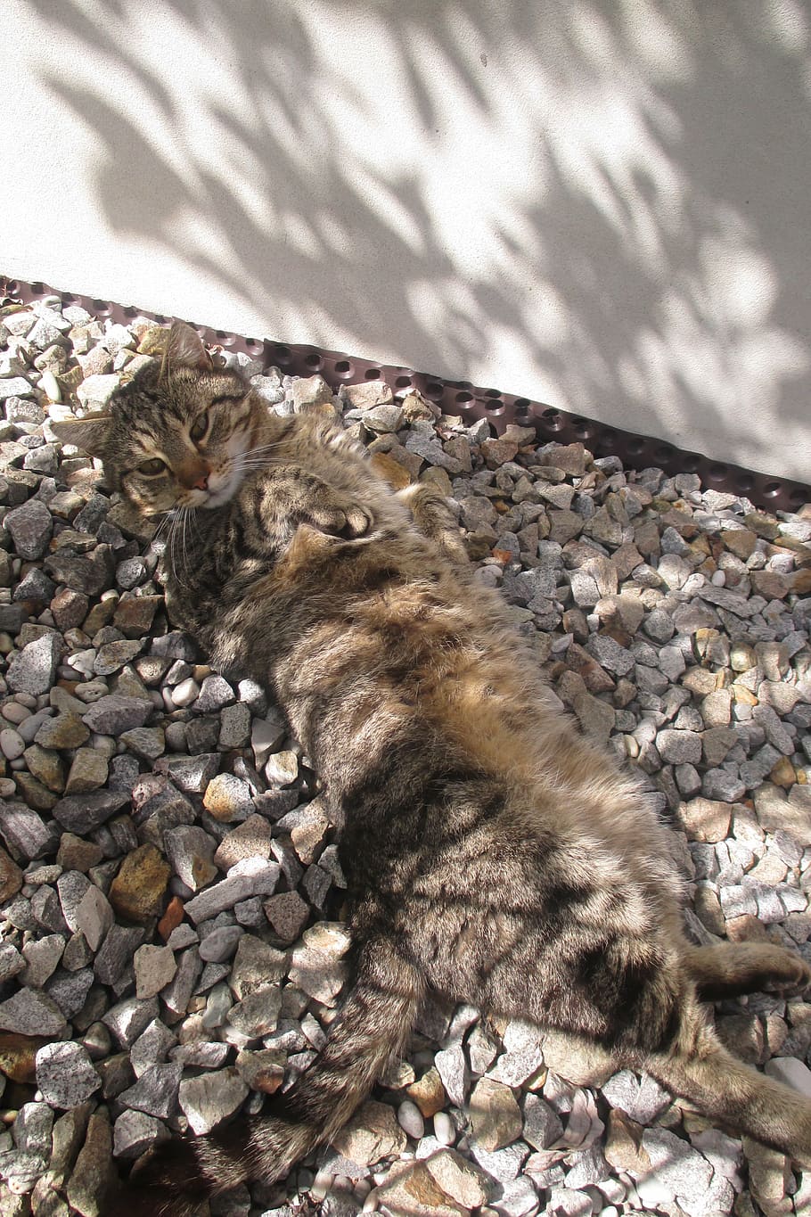 tomcat, rest, peace, animal, animal themes, one animal, domestic cat HD wallpaper