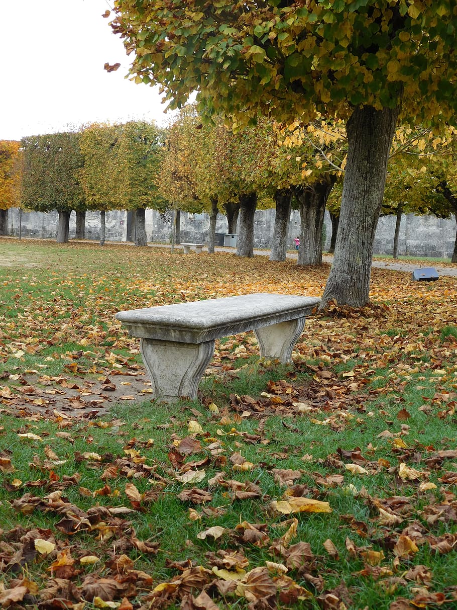 Fall, Leaves, Nature, Tree Leaf, Foliage, red leaf, bench, pierre HD wallpaper