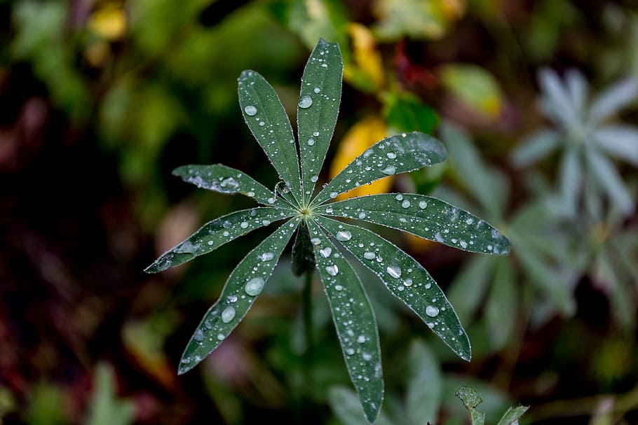 lupine, plant, leaf, forest, drop, water, wet, beauty in nature HD wallpaper