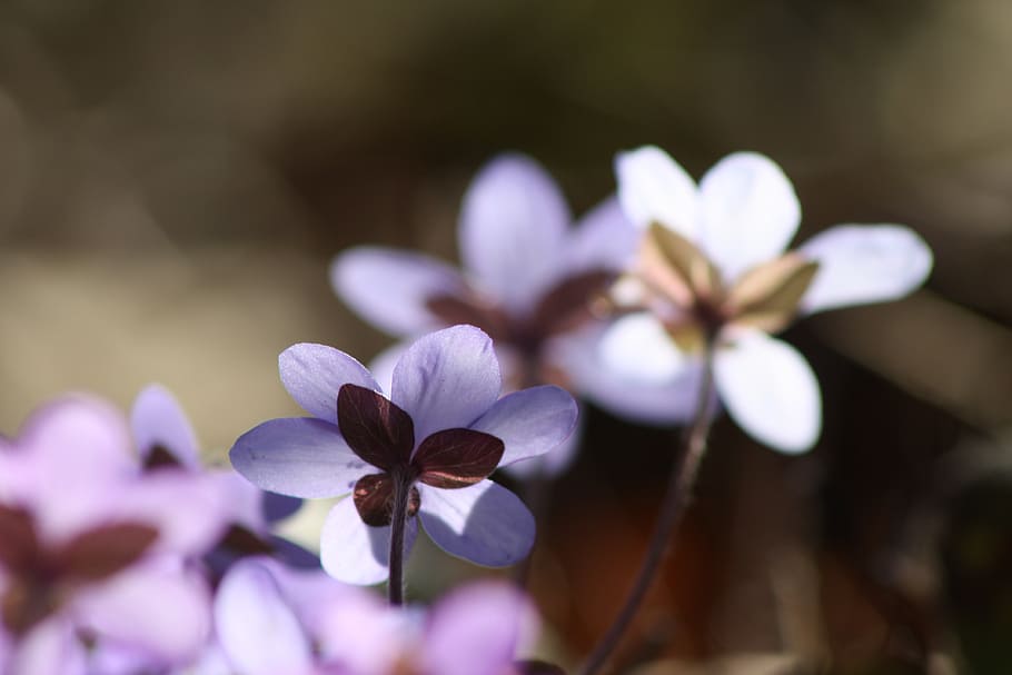 hepatica, plant, flower, spring, spring plant, nature, petal HD wallpaper