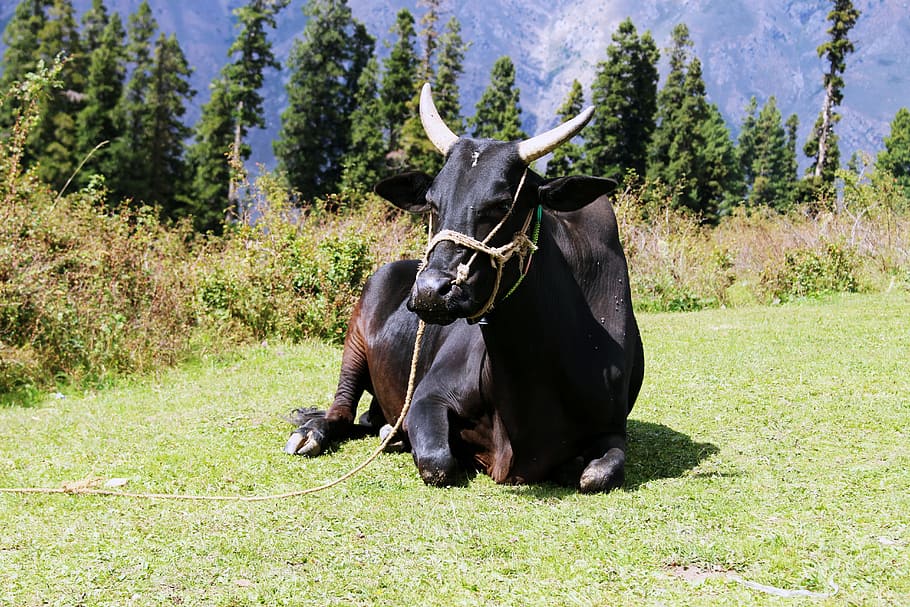 black and brown cattle on green grass field, Animals, Black Cow
