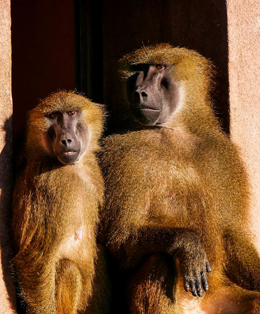 two brown monkeys sitting on concrete edge, animals, ape, barbary ape