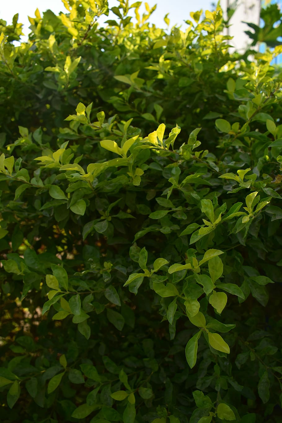 Tree, Fruit, Green, Grass, Fresh, Leaf, nature, food, plant HD wallpaper