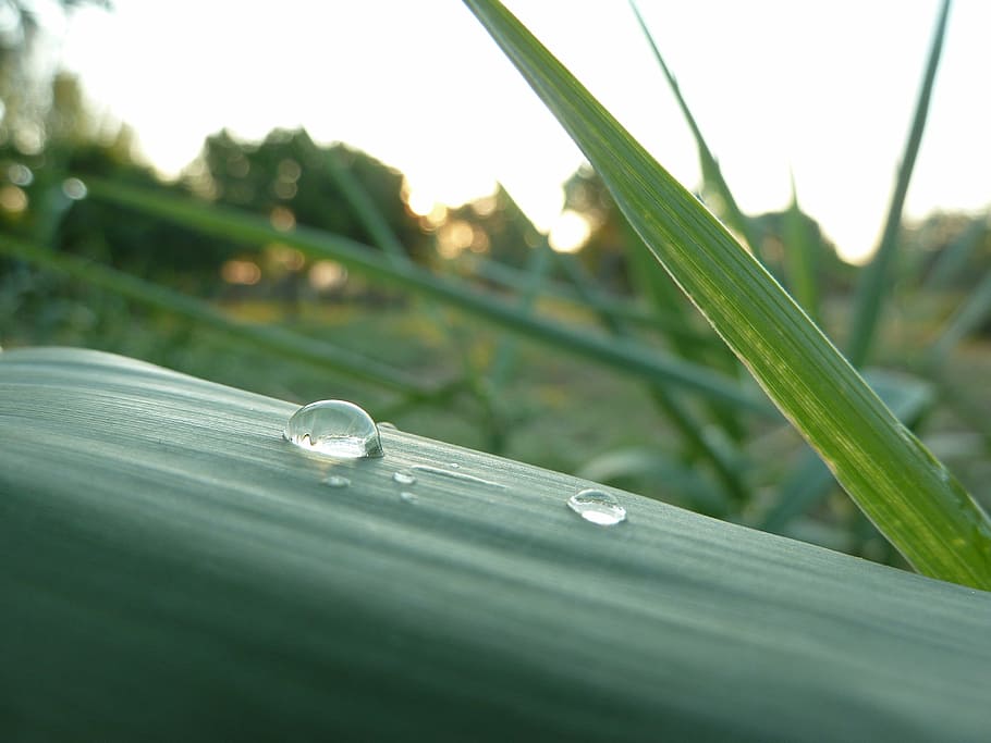 droplet, dew, macro, leaf, nature, green, plant, water, close-up HD wallpaper