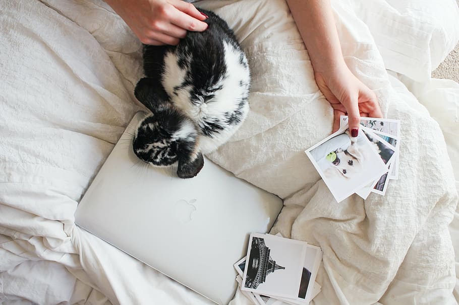 person lying on bed while holding photo of dog, laptop, apple HD wallpaper
