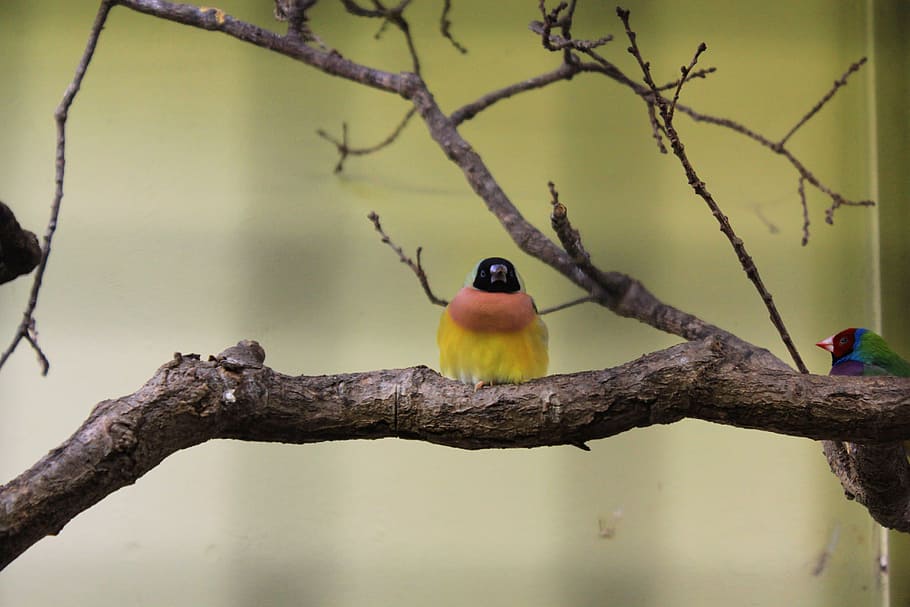 bird, branch, zoo, tree, vertebrate, animal themes, perching HD wallpaper