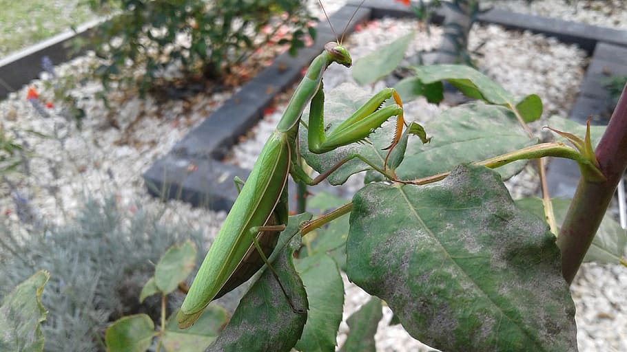 mantis, insect, nature, plant, green color, focus on foreground HD wallpaper