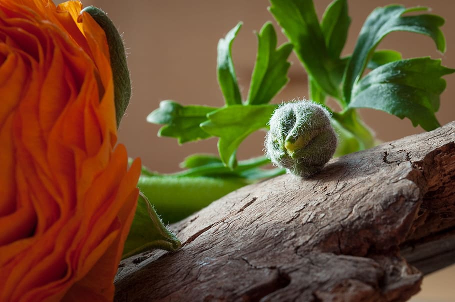 Ranunculus, Flower, Bud, closed bud, green, macro, nature, plant HD wallpaper