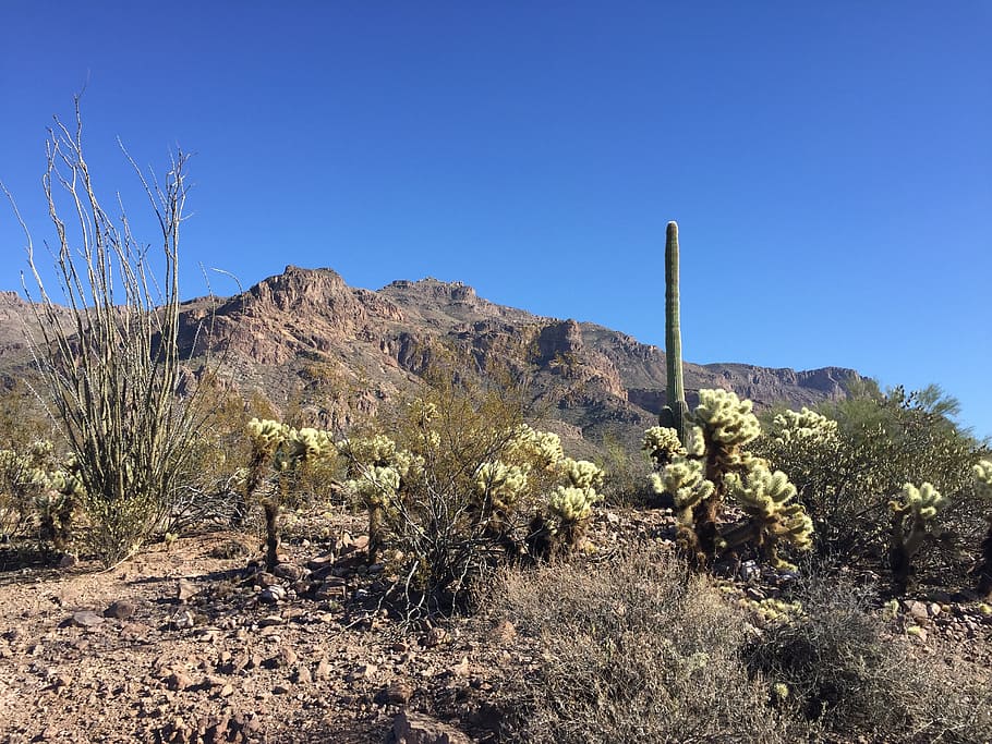 desert, cactus, arizona, nature, landscape, saguaro, desert landscape, HD wallpaper