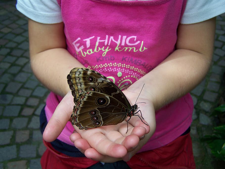 person holding brown and black butterfly, insect, childhood HD wallpaper