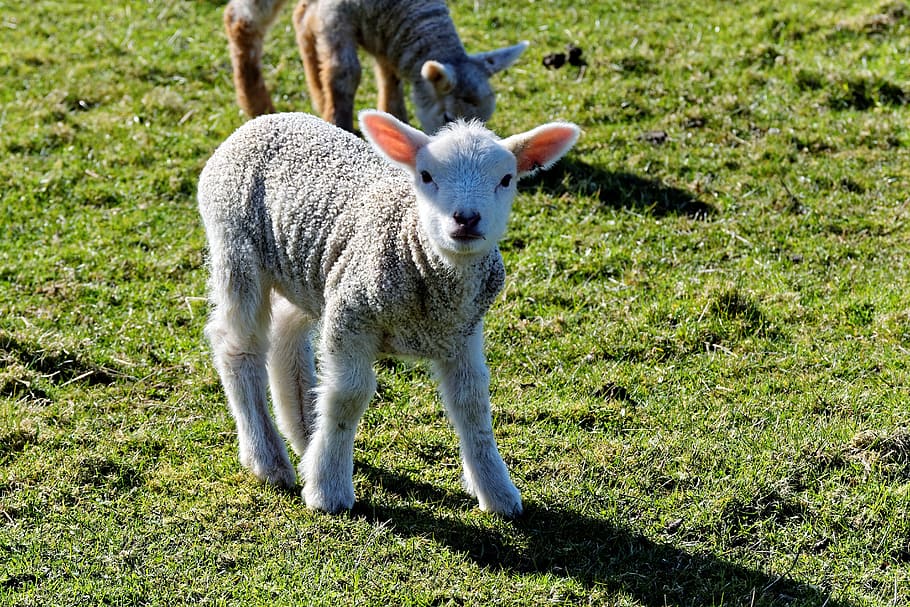 lamb, sheep, grass, farm, nature, green, field, animal, wool HD wallpaper