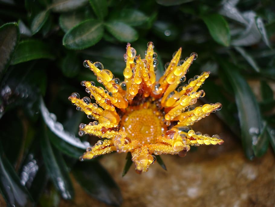 leaf, plant, nature, blossom, bloom, flower, drop of water HD wallpaper