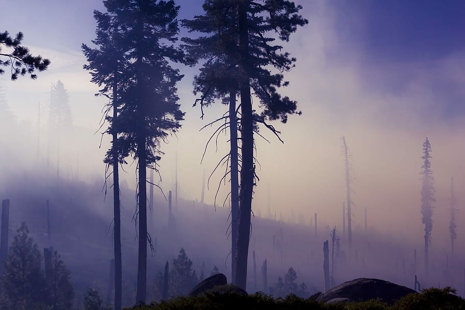 tree surrounded by fog at daytime, silhouette of trees under gray sky HD wallpaper