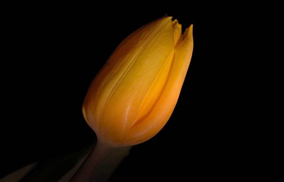 flower, blossom, bloom, yellow, tulip, dark, lighting, close HD wallpaper