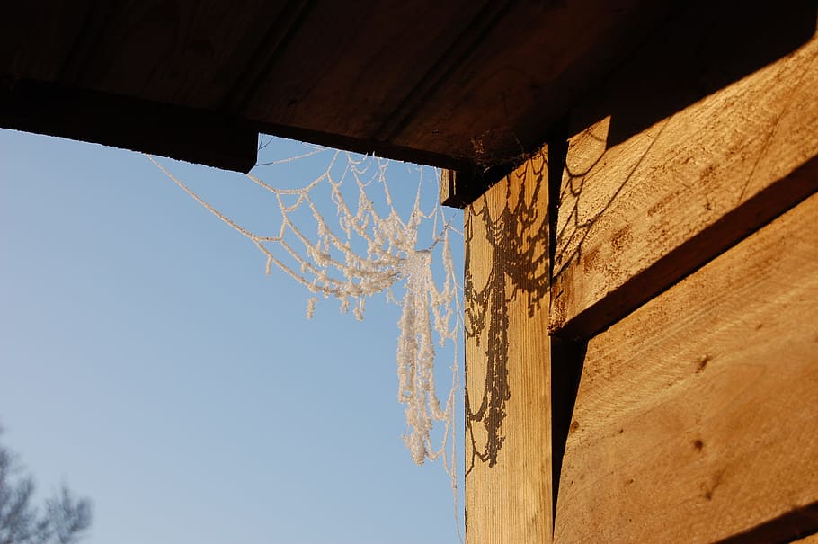 Frost, Spider Web, Winter, Stable, outdoor, winter fun, cold HD wallpaper