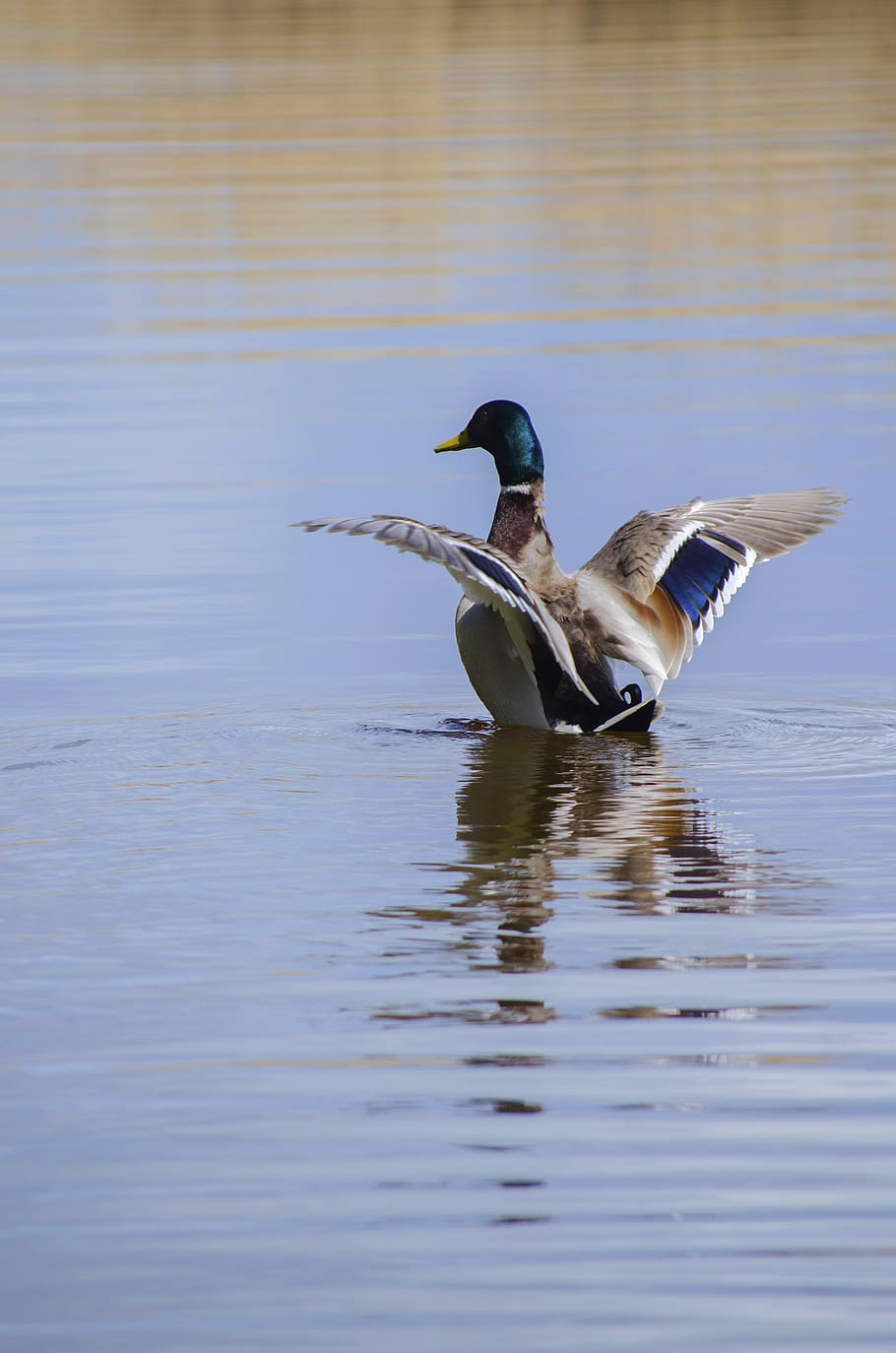 drake, duck, take off, wings, animal wildlife, animal themes HD wallpaper