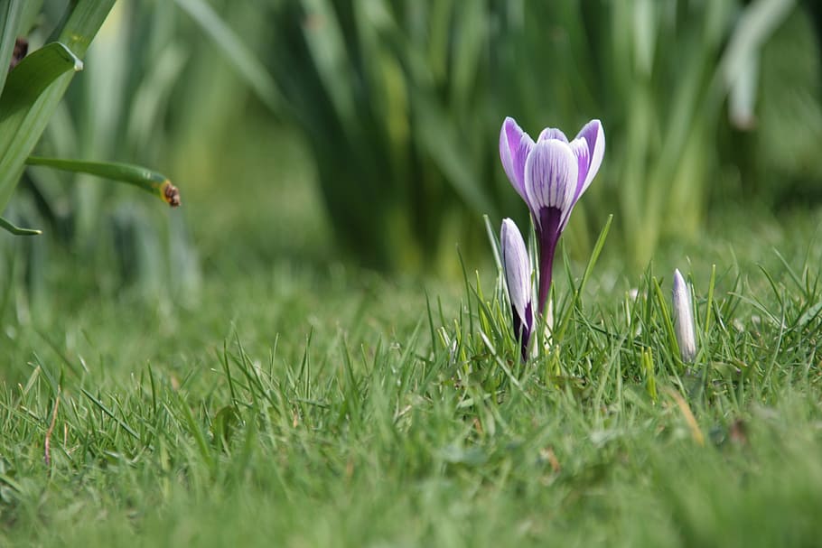 spring, nature, macro, crocus, purple, plant, flower, springtime HD wallpaper