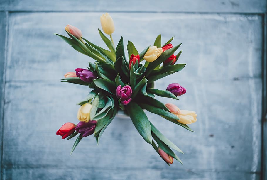 Tulips, assorted-color tulip flowers in vase, spring, leaf, green HD wallpaper